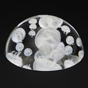 Crystal Dome - Moon Jellyfish 51204D