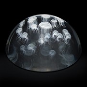 Crystal Dome - Sea Nettle Jellyfish 51205D