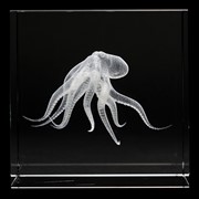 Crystal Cube - Octopus 51301OCT