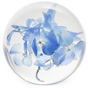 FloraCulture Paperweight - Hydrangea 6680HYD