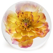 FloraCulture Paperweight - Yellow Dahlia 6680DHY