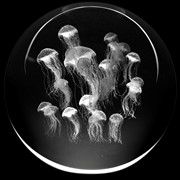 Crystal Paperweight - Sea Nettle Jellyfish 51401SJY