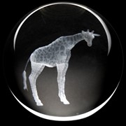 Crystal Paperweight - Giraffe 51406GF