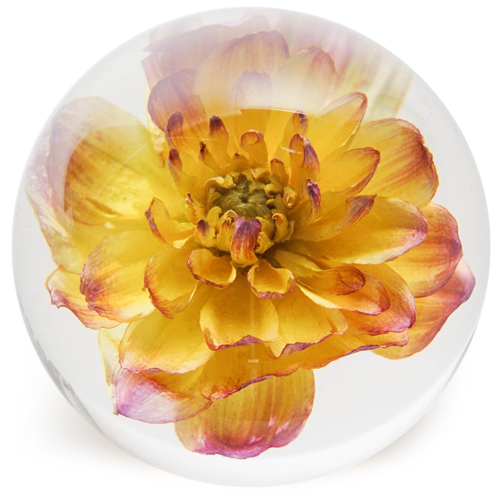 FloraCulture Paperweight - Yellow Dahlia 6680DHY