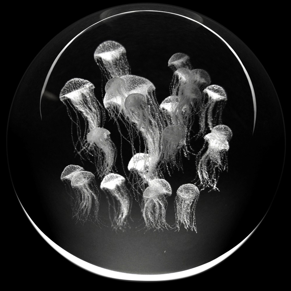 Crystal Paperweight - Sea Nettle Jellyfish 51401SJY