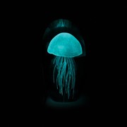 Large Jellyfish (Multiple Colors) 8463 View 3