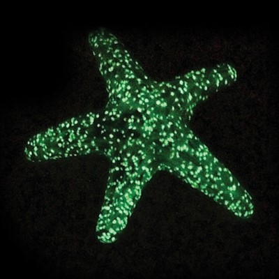 Walking Starfish Teal Glow | Dynasty Gallery