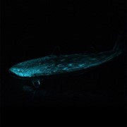 Whale Shark Glow 25448 View 4