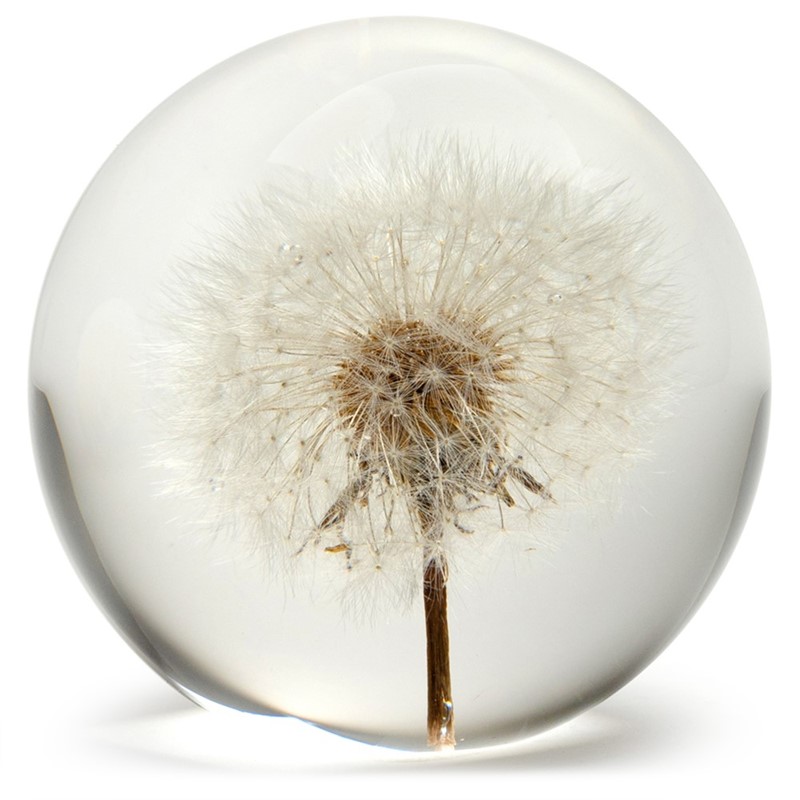 FloraCulture Paperweight - Dandelion